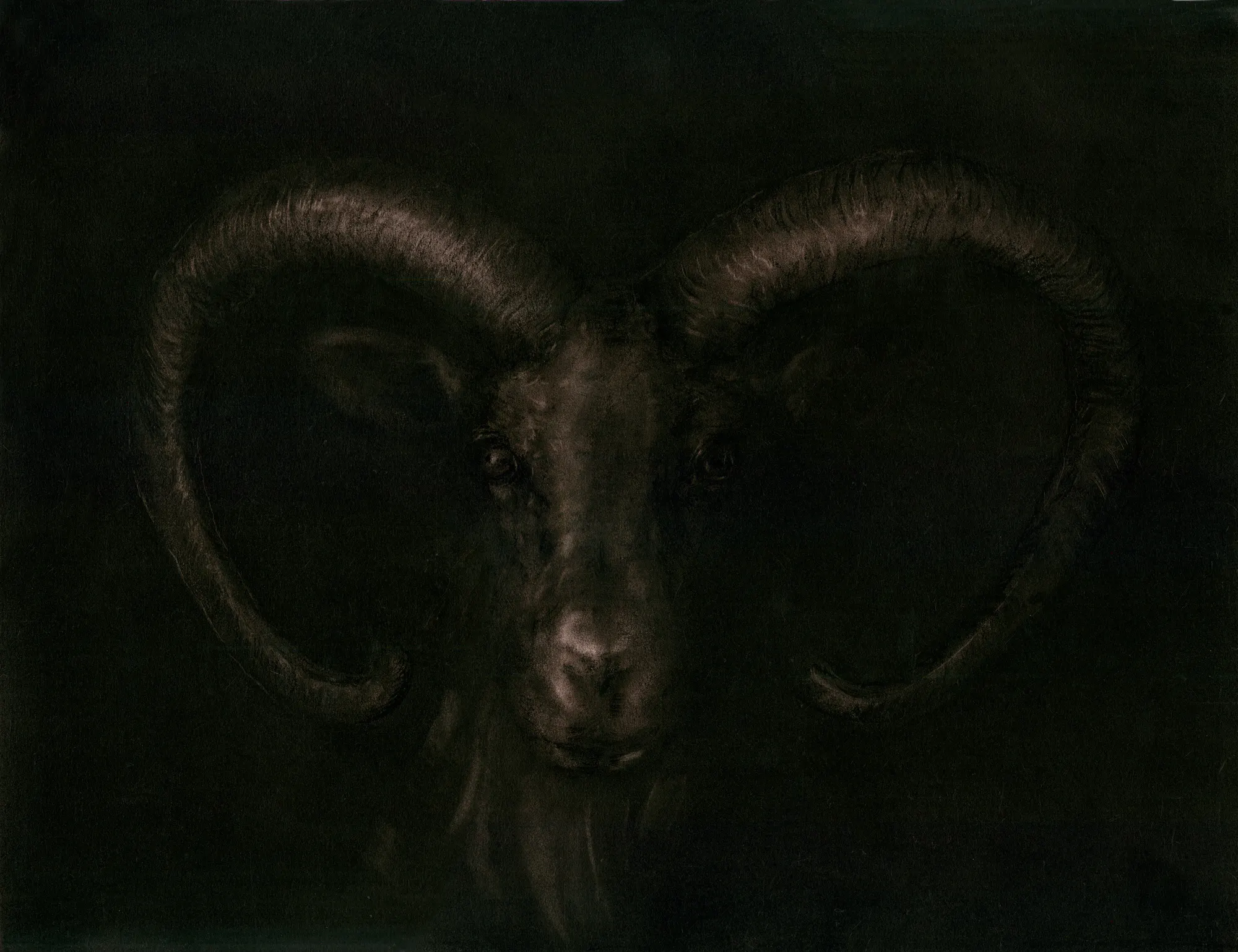 mouflon ismael maurey