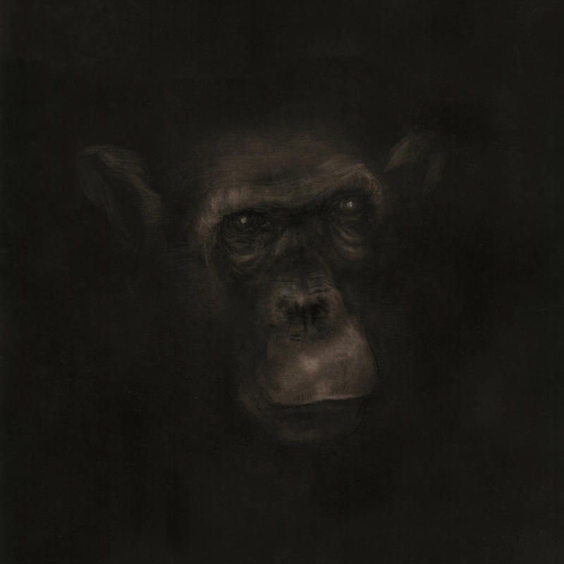 Chimpanzé Ismaël maurey