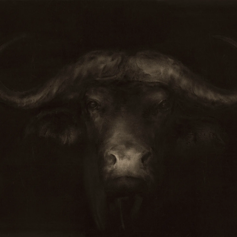 tableau buffle d'afrique ismaël maurey