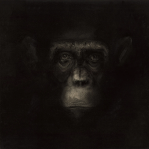 singe ismael maurey