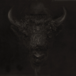 A1 4b Bison Zubrowska ismael maurey 1 Ismaël Maurey Portfolio