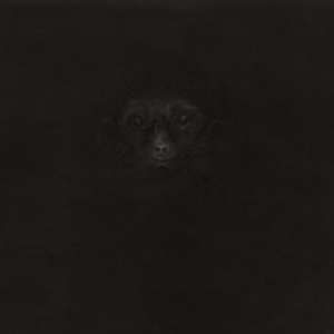 Suricate-1