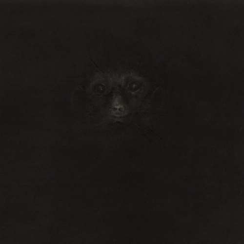Suricate-1