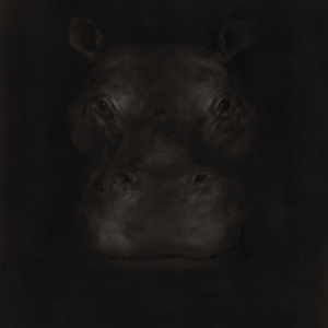 Hippopotame-1