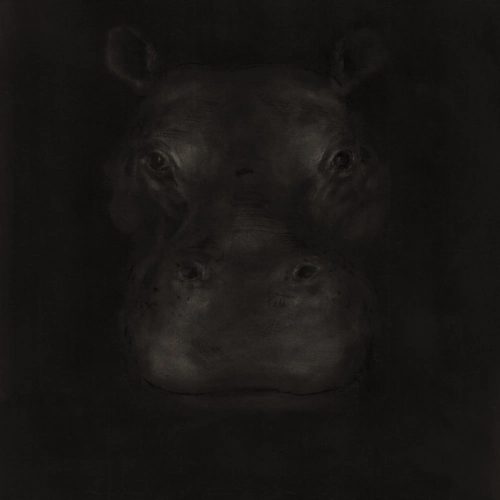 Hippopotame-1