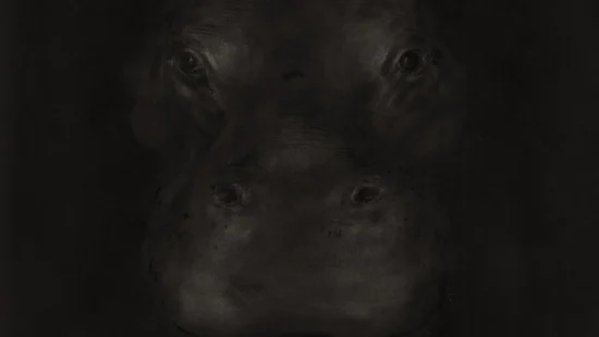 Hippopotame-1