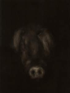 Cochon-1
