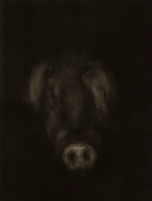 Cochon-1